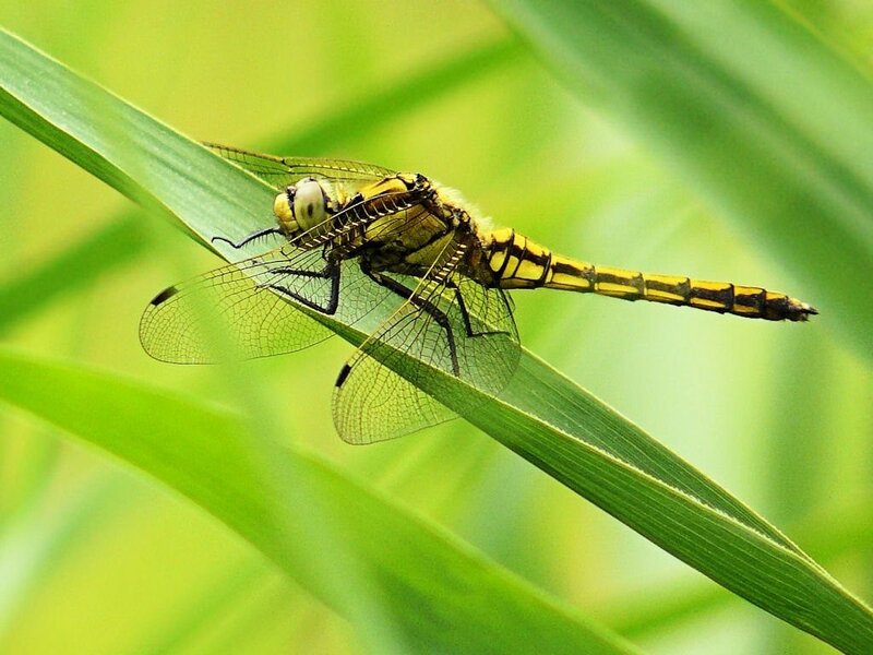 Dragonfly on a green leaf
