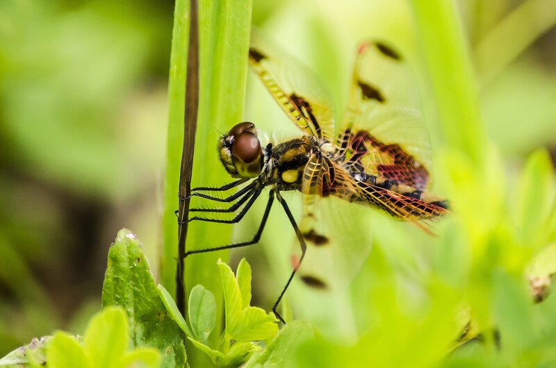 Dragonfly on a green stem