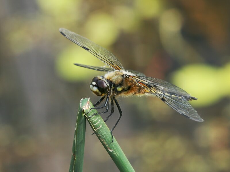 Dragonfly on a green stem
