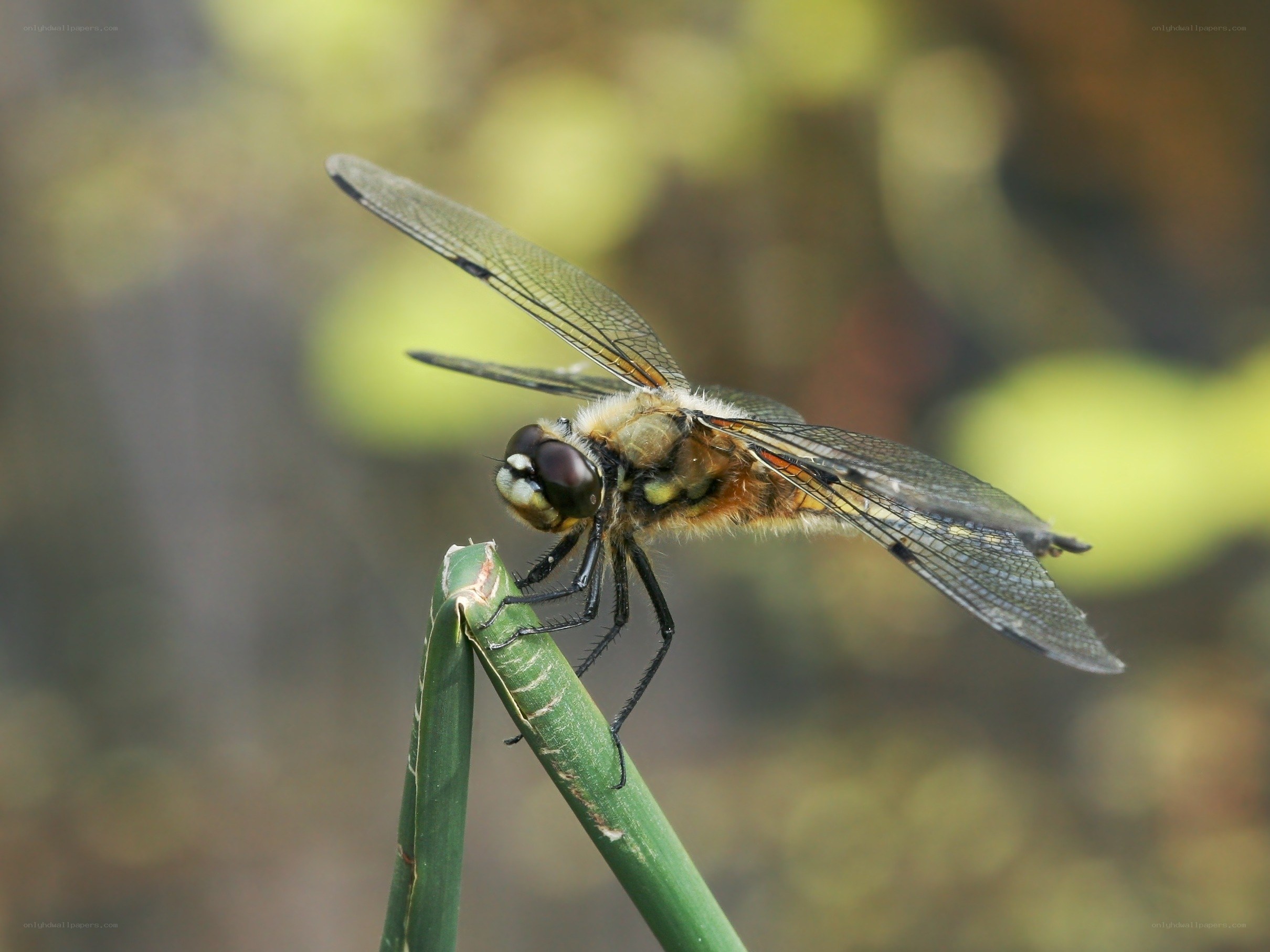Dragonfly on a green stem