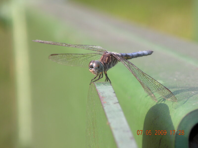 Dragonfly on a green surface