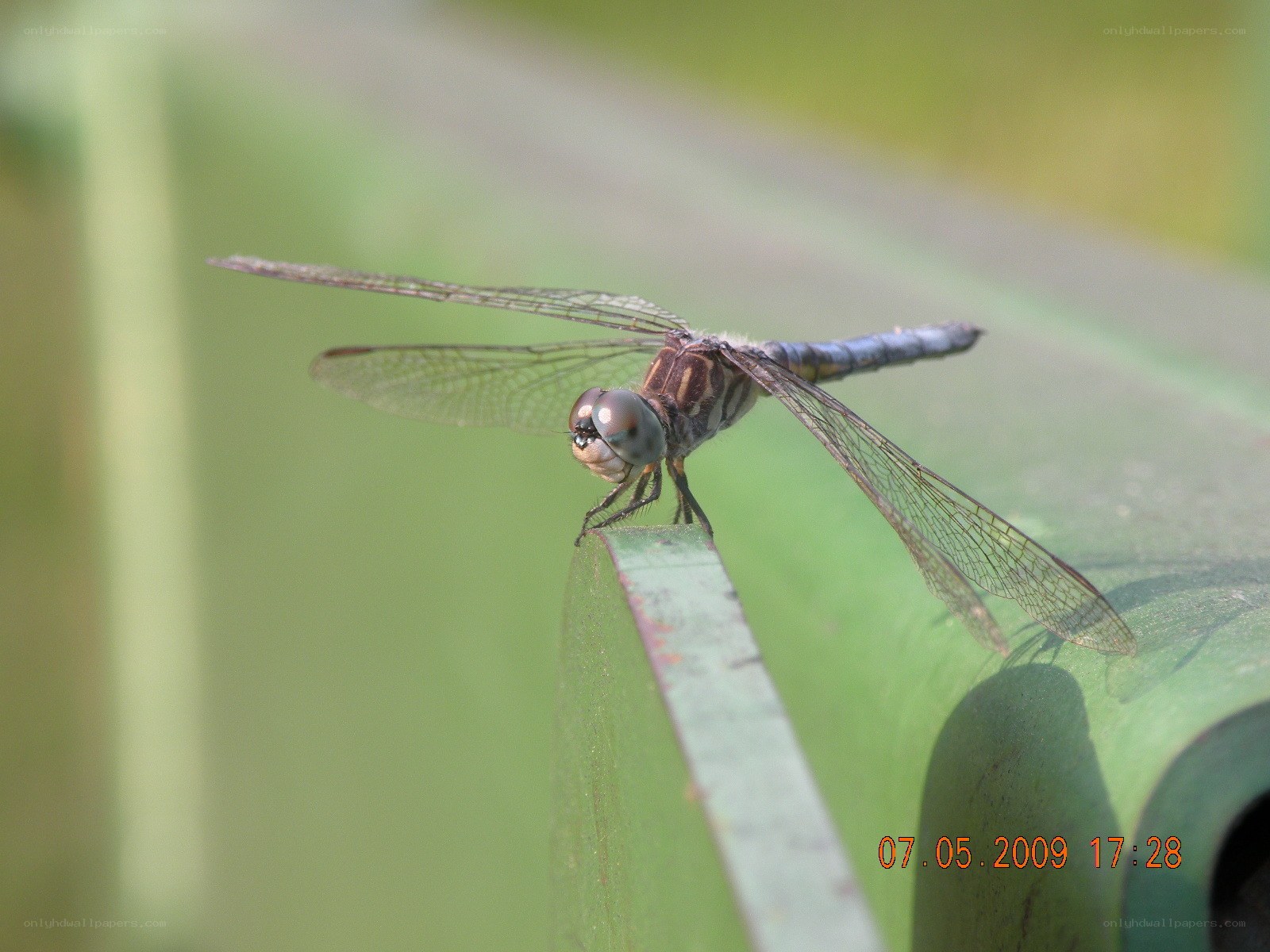 Dragonfly on a green surface