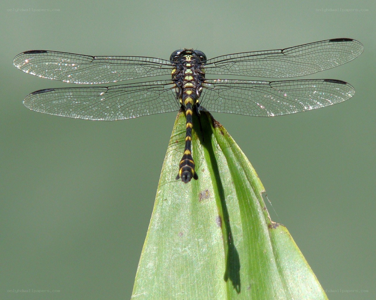 dragonfly on a leaf