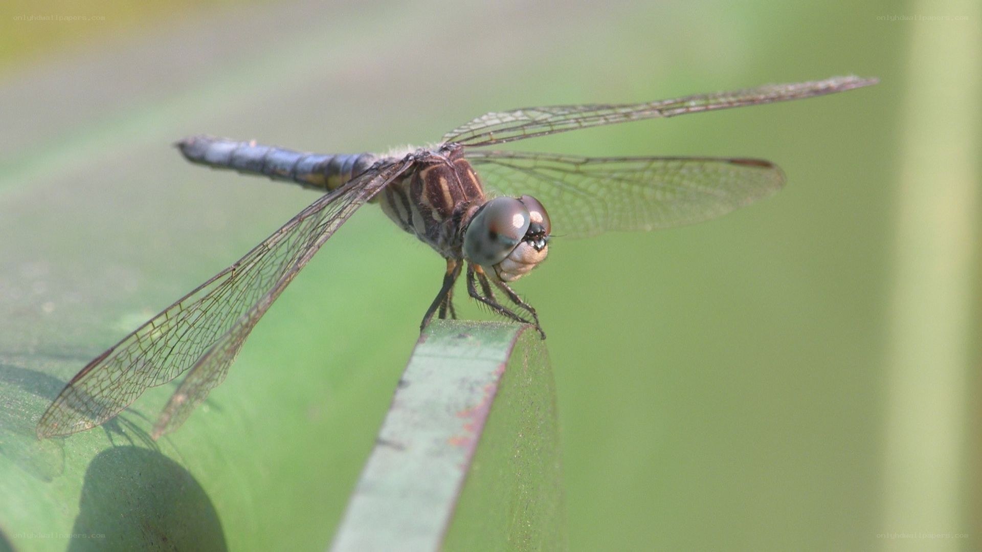dragonfly on a leaf