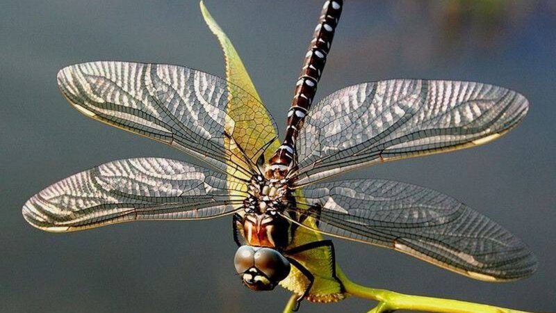 Dragonfly on a leaf