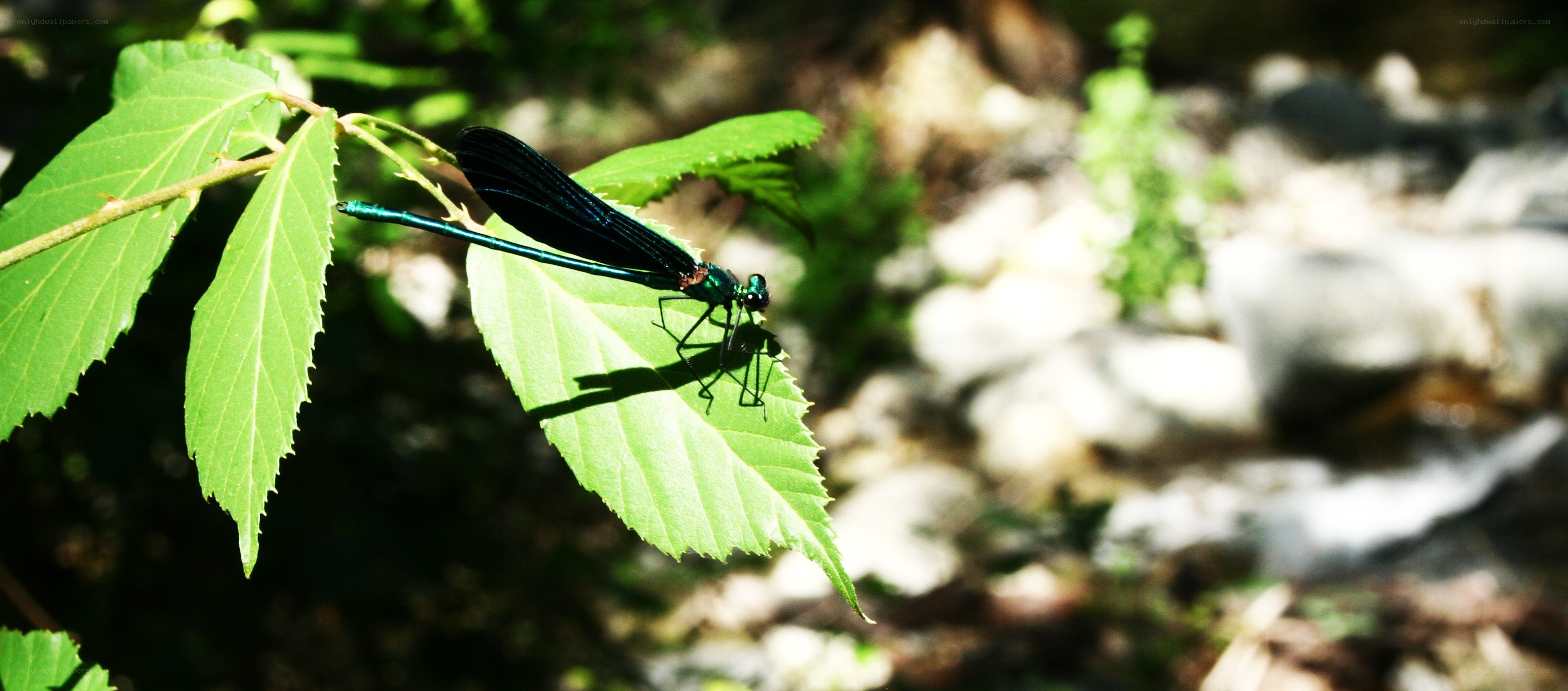 dragonfly on a leaf