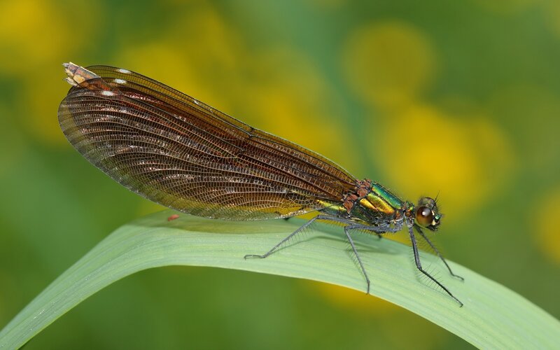 dragonfly on a leaf