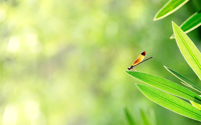 Dragonfly on a leaf