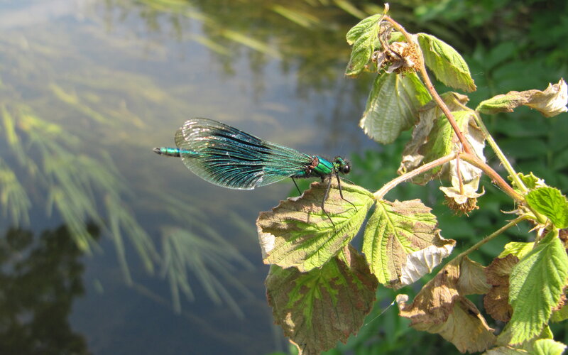 dragonfly on a leaf