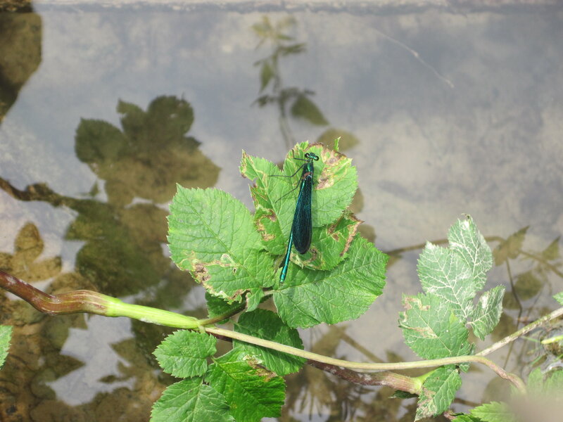 dragonfly on a leaf