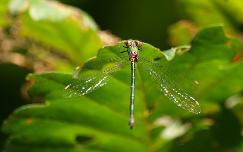 dragonfly on a leaf