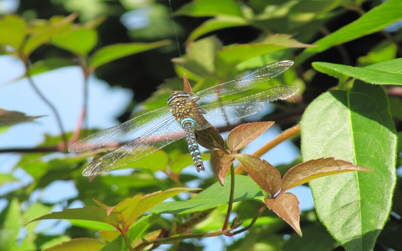 dragonfly on a leaf