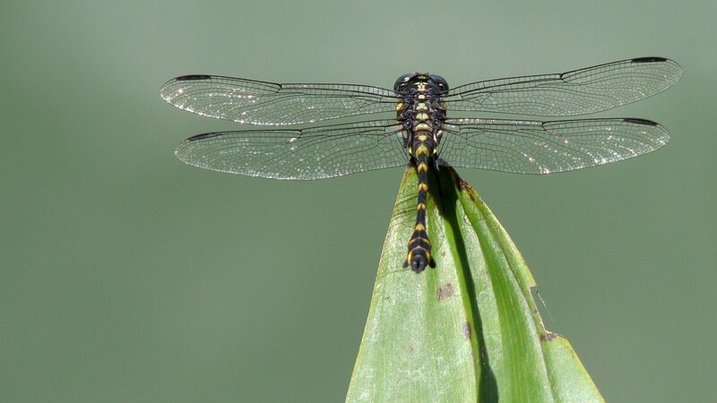 Dragonfly on a leaf