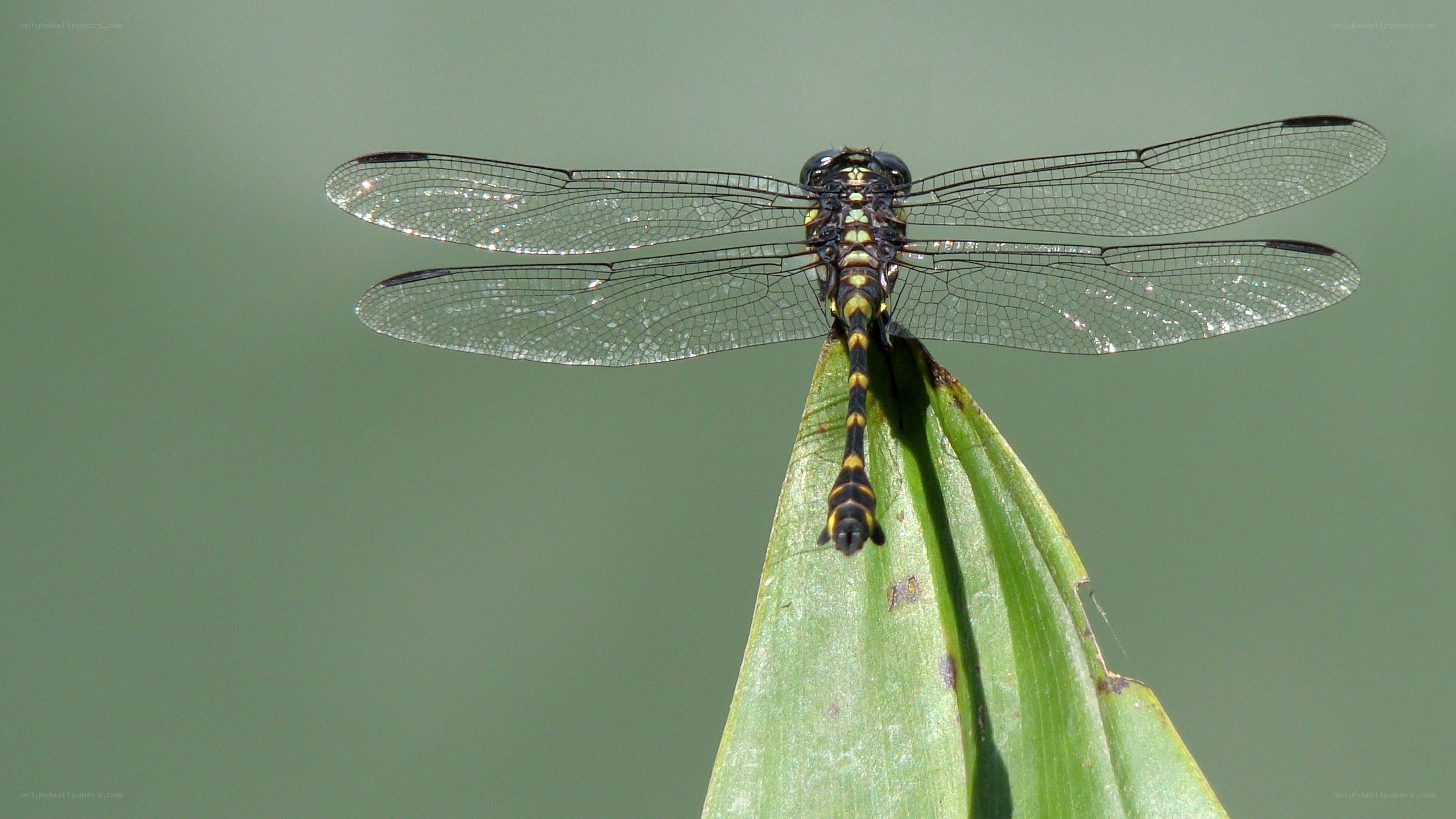 Dragonfly on a leaf