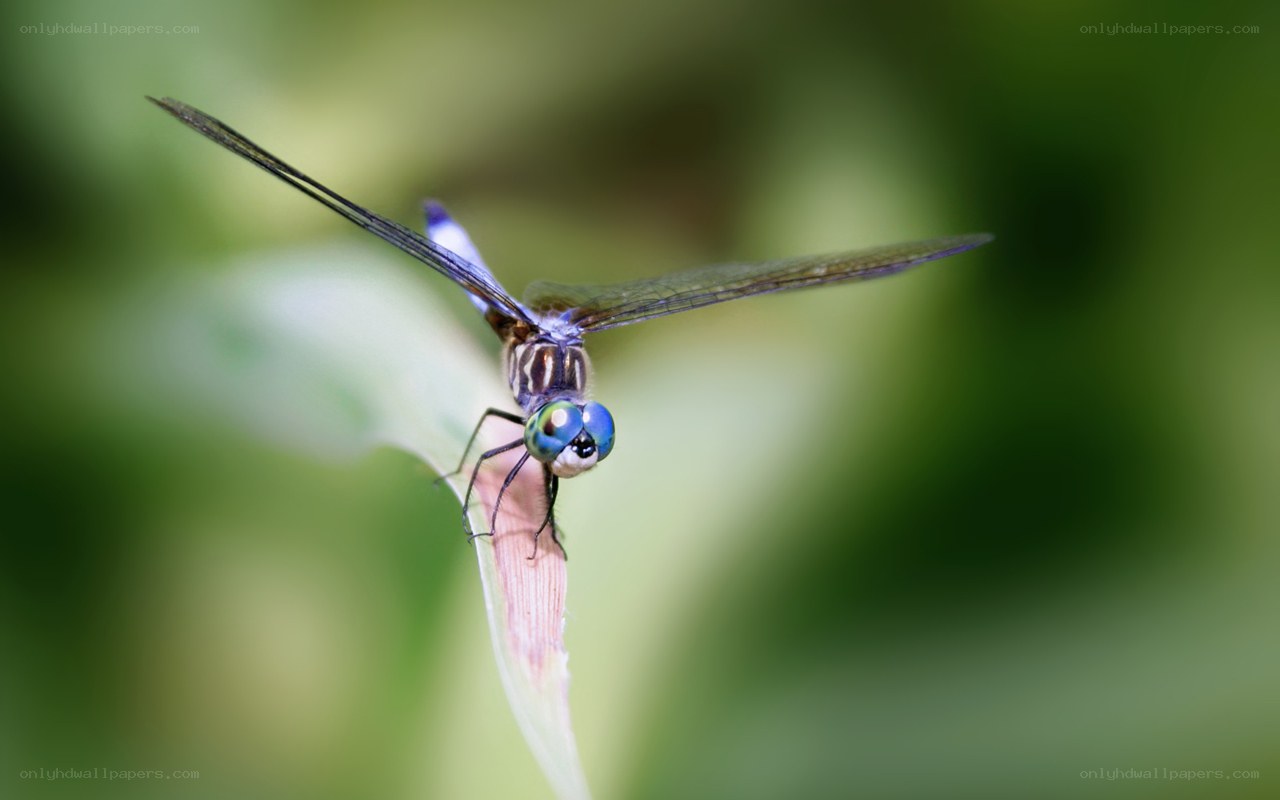 dragonfly on a leaf