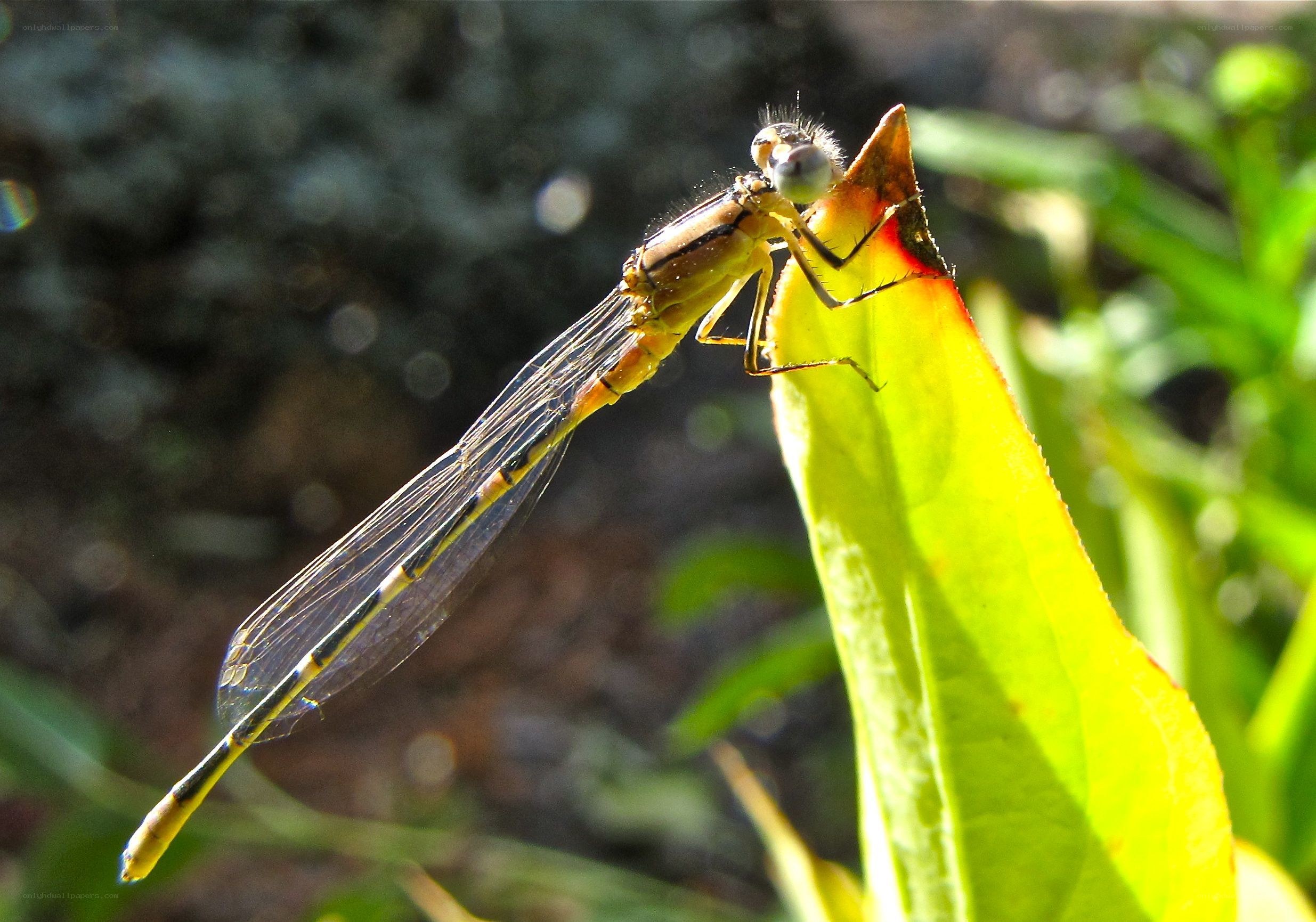dragonfly on a leaf
