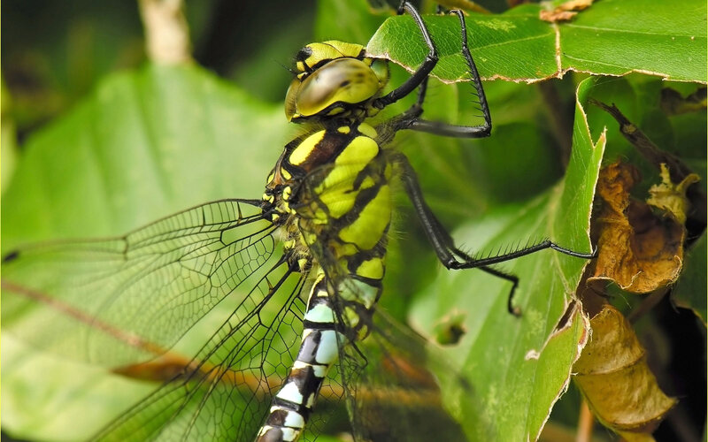 Dragonfly on a leaf