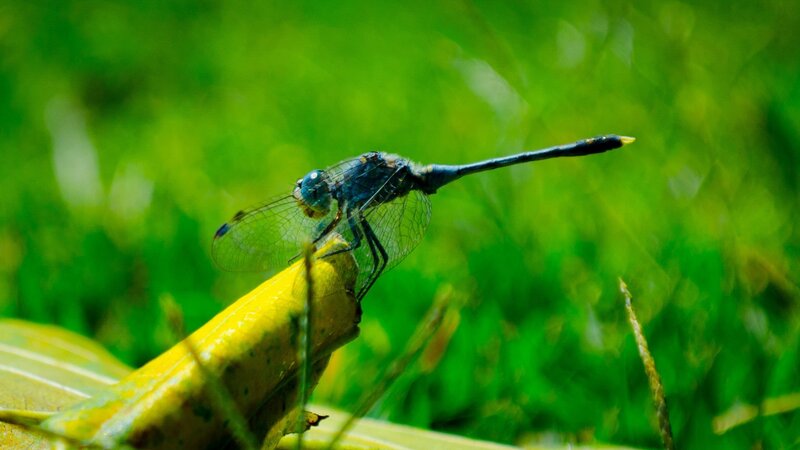 dragonfly on a leaf