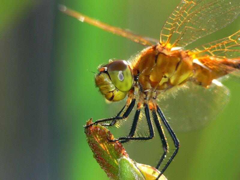 Dragonfly on a leaf