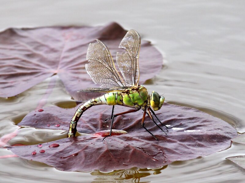 Dragonfly on a lily pad