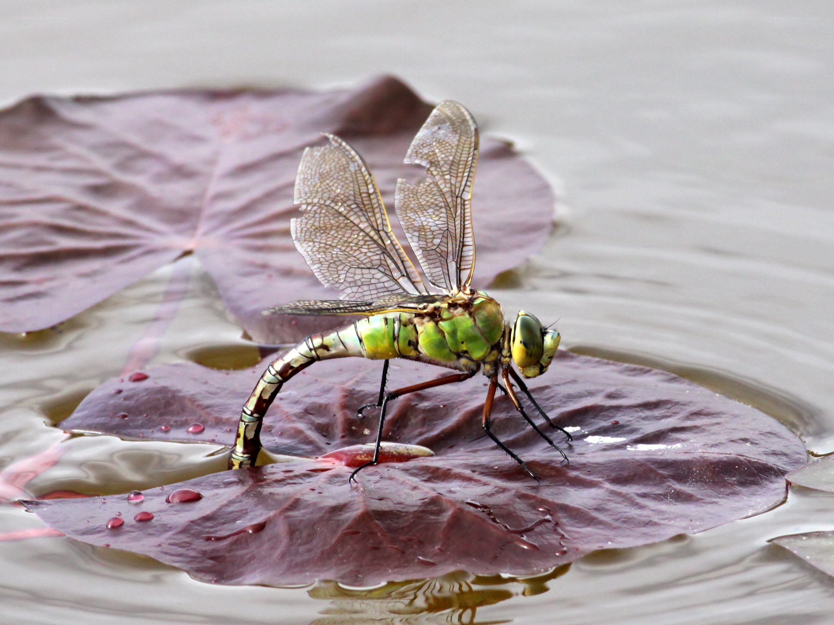 Dragonfly on a lily pad