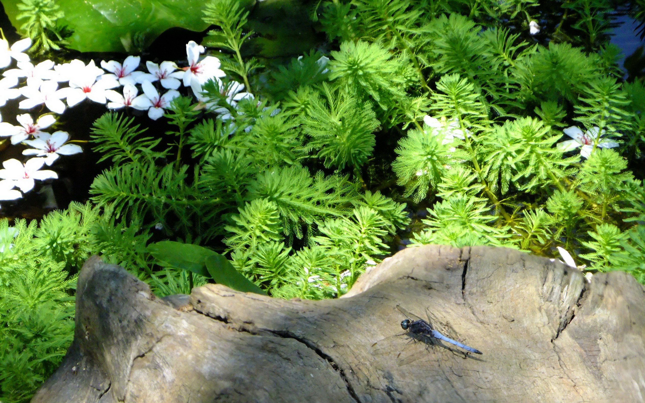 Dragonfly on a log near pond