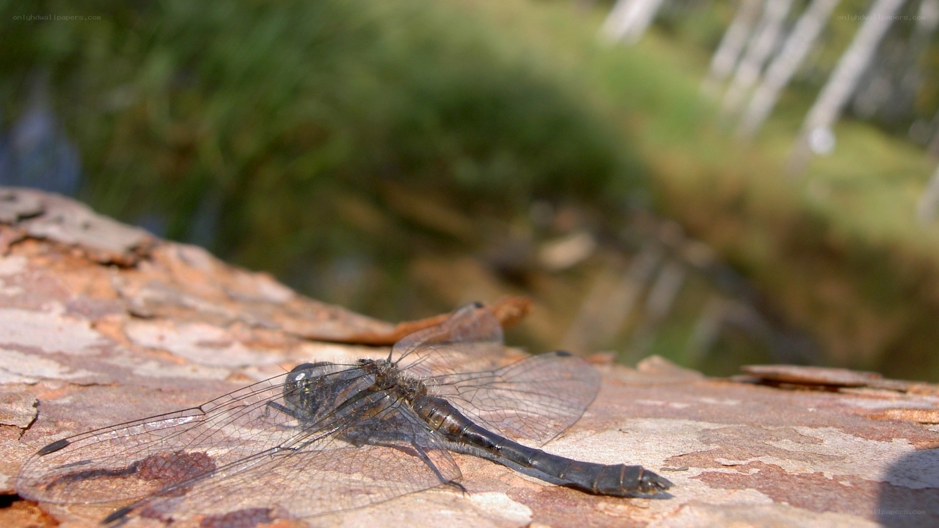 Dragonfly on a log