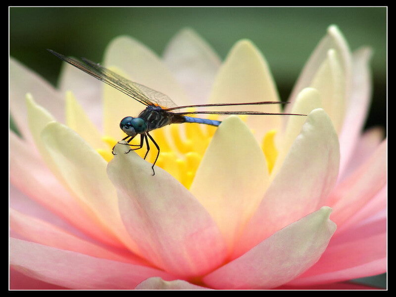 dragonfly on a lotus flower