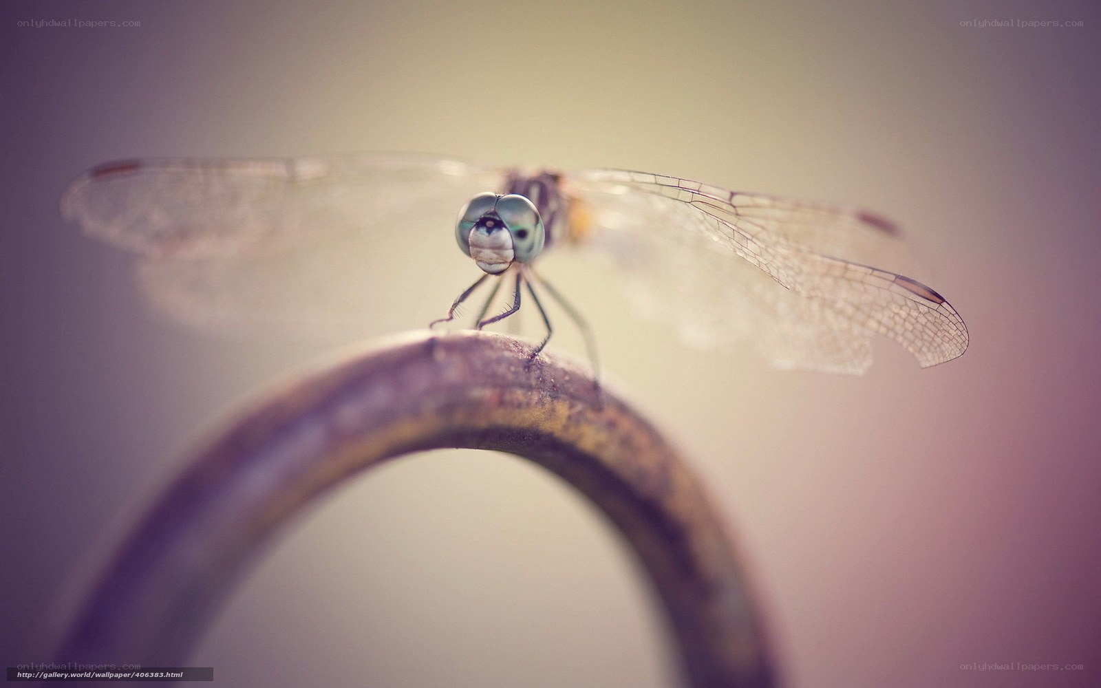 Dragonfly on a metal bar