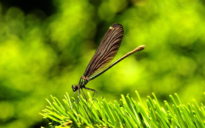 dragonfly on a pine branch