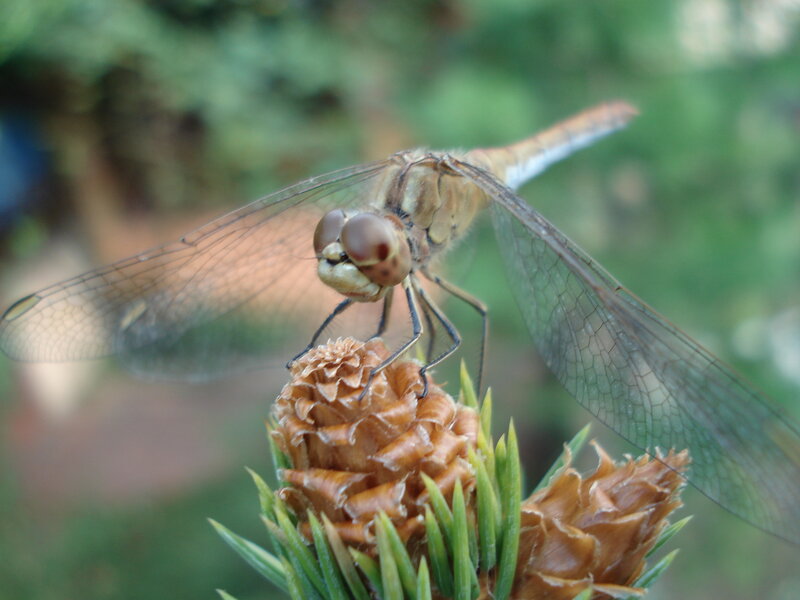 Dragonfly on a pine cone