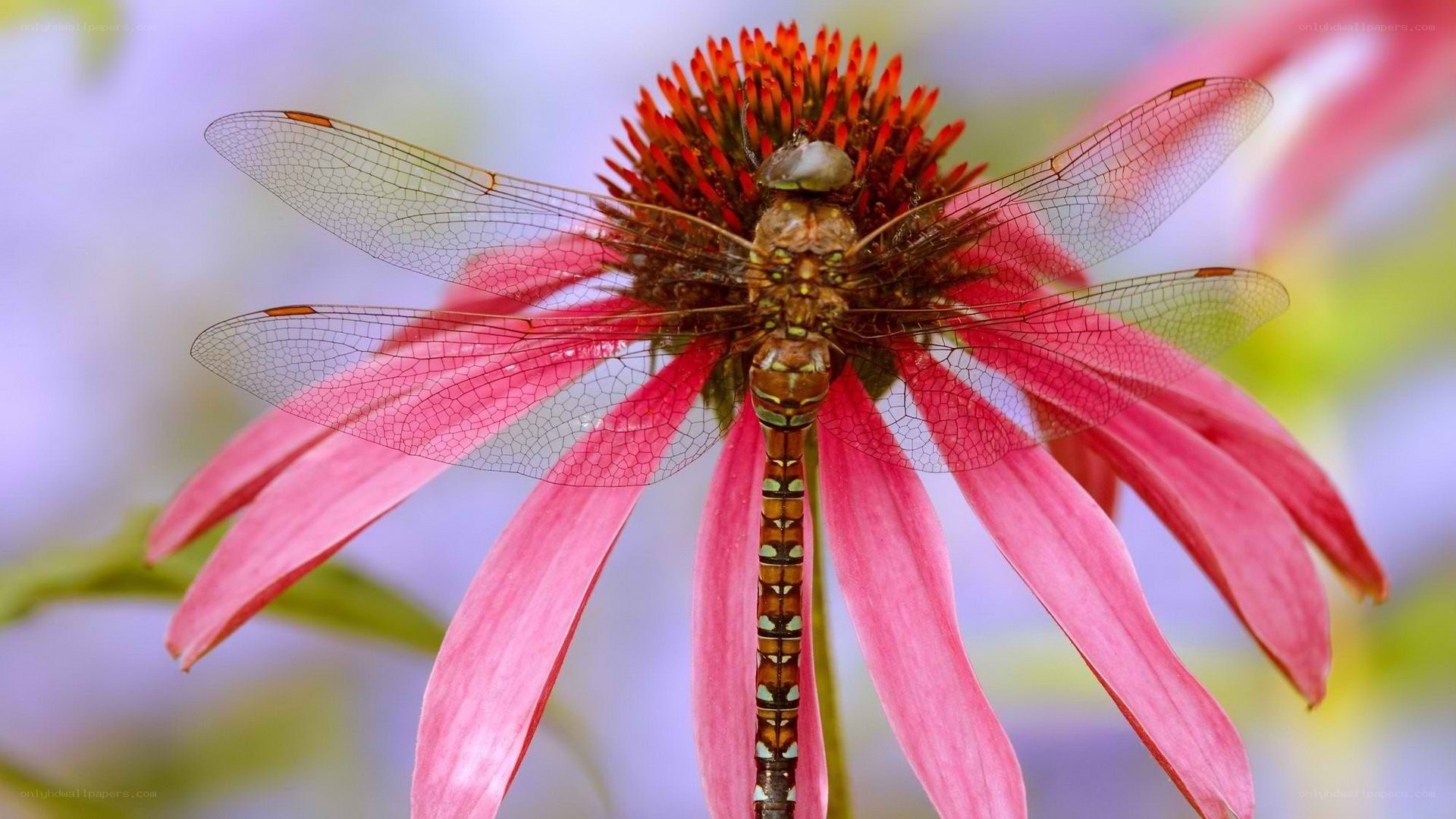 Dragonfly on a pink flower