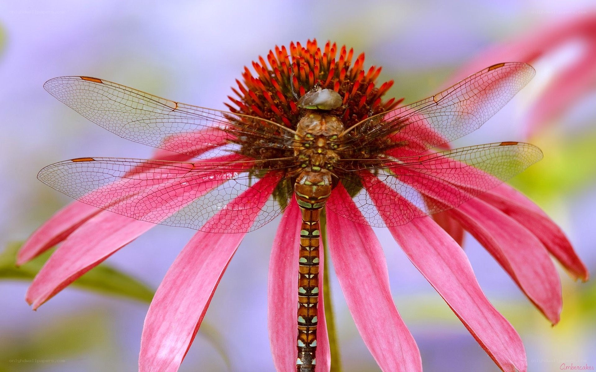 Dragonfly on a pink flower