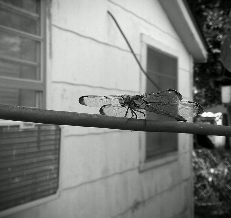 Dragonfly on a Pipe