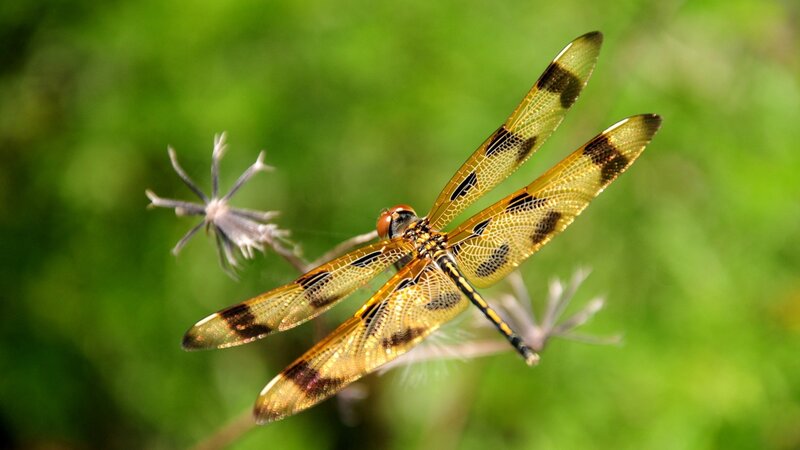 dragonfly on a plant
