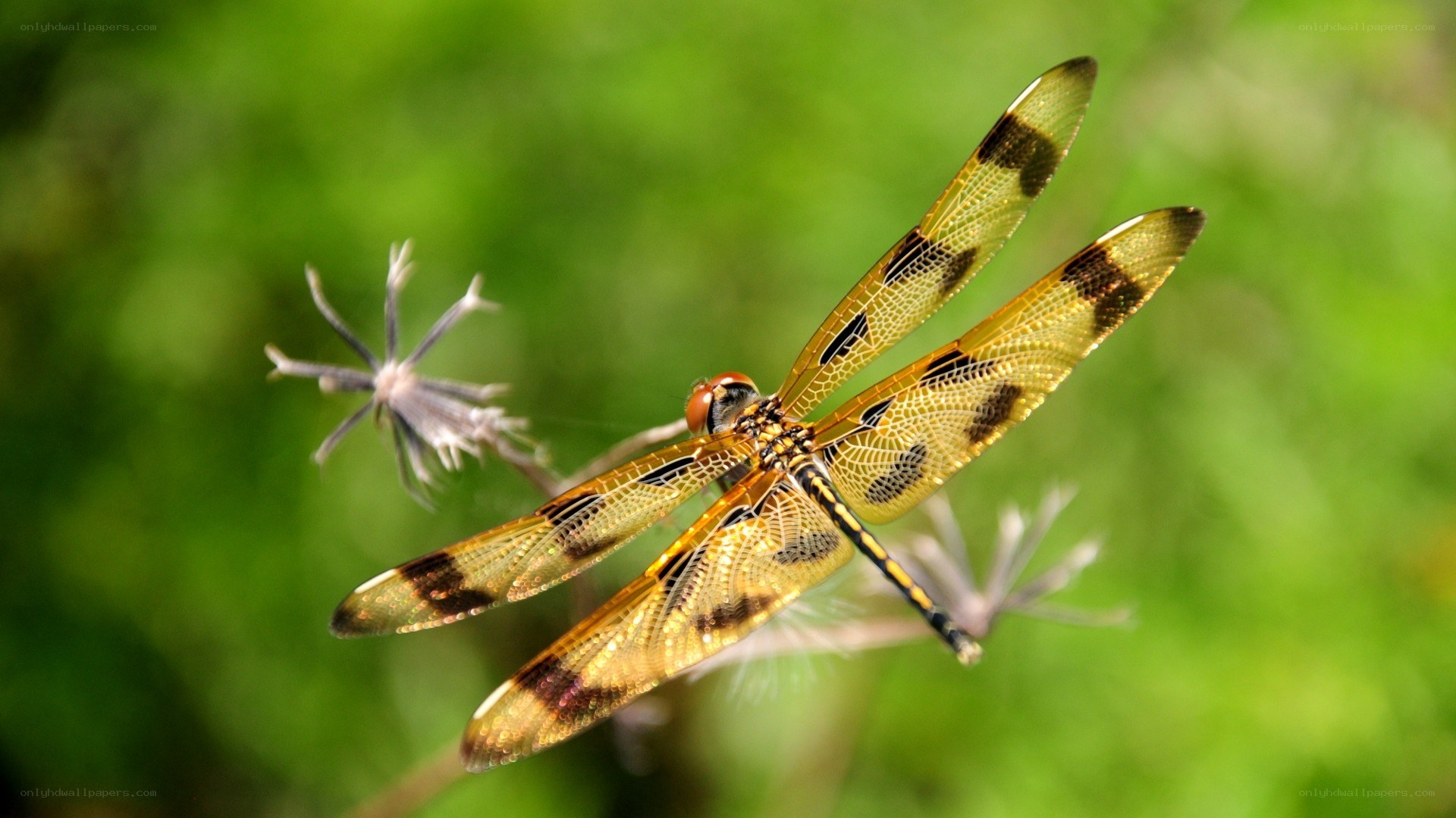 dragonfly on a plant