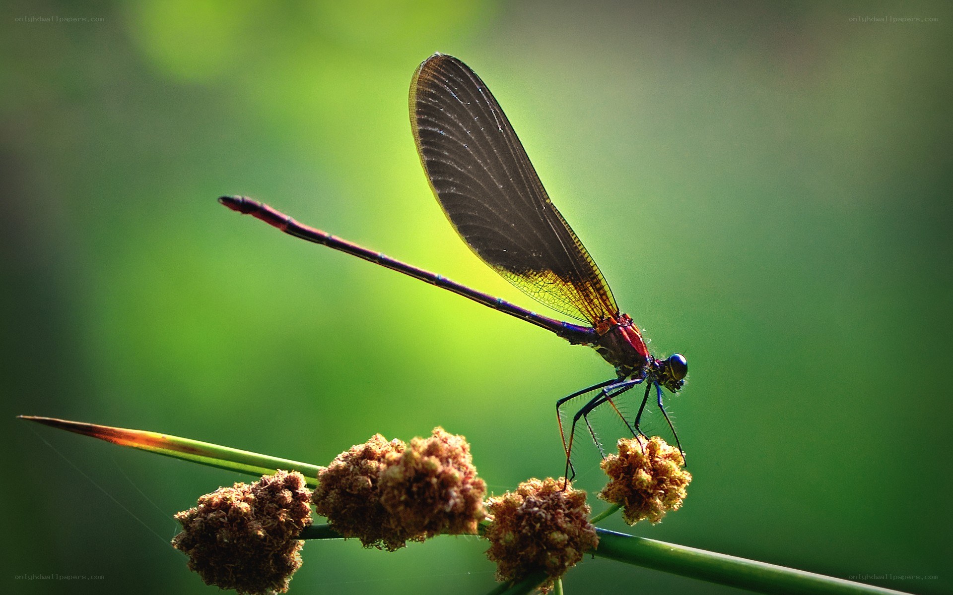 dragonfly on a plant