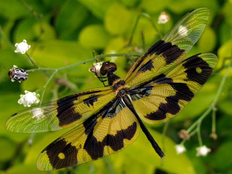 dragonfly on a plant