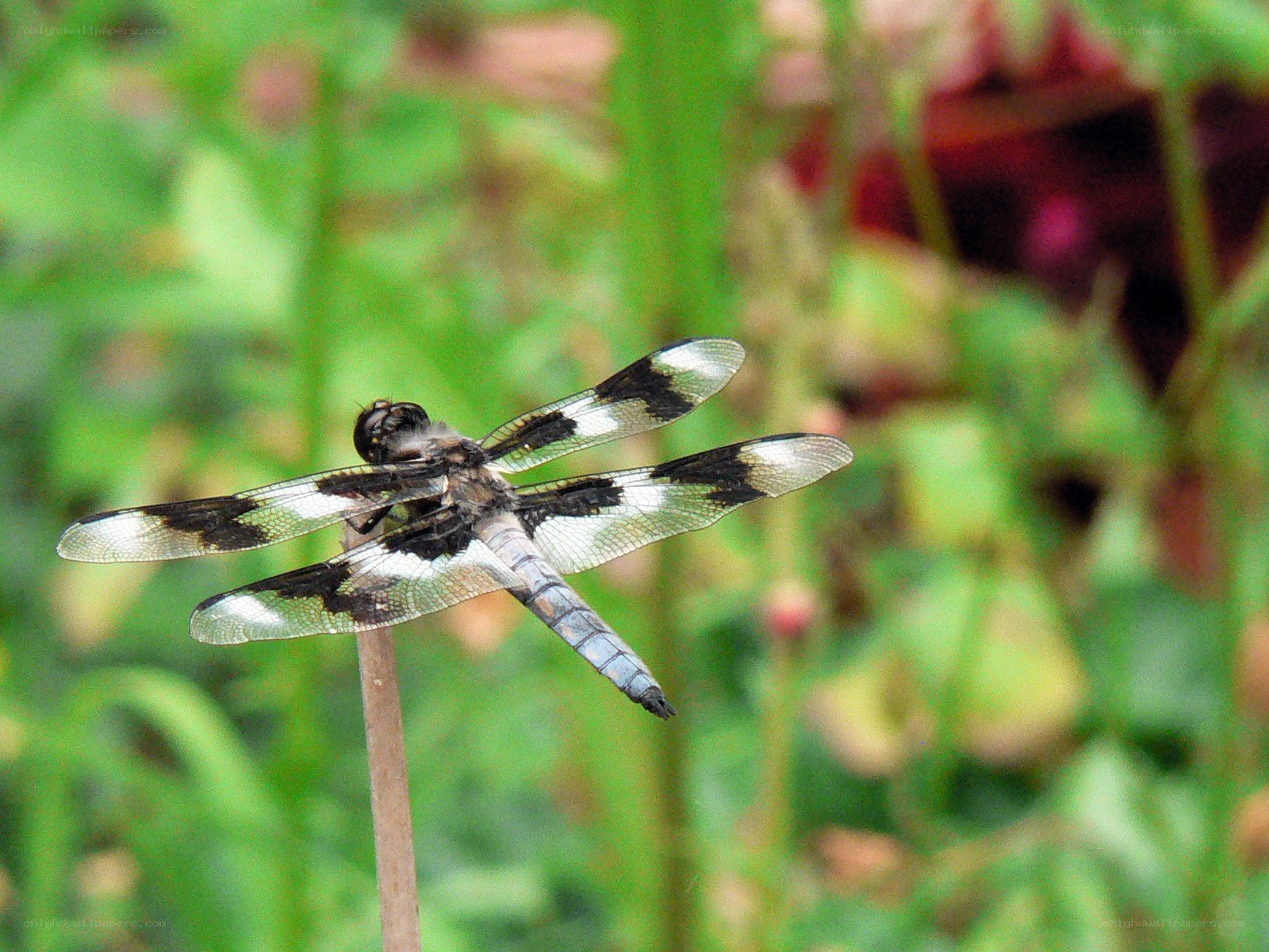 Dragonfly on a plant stem