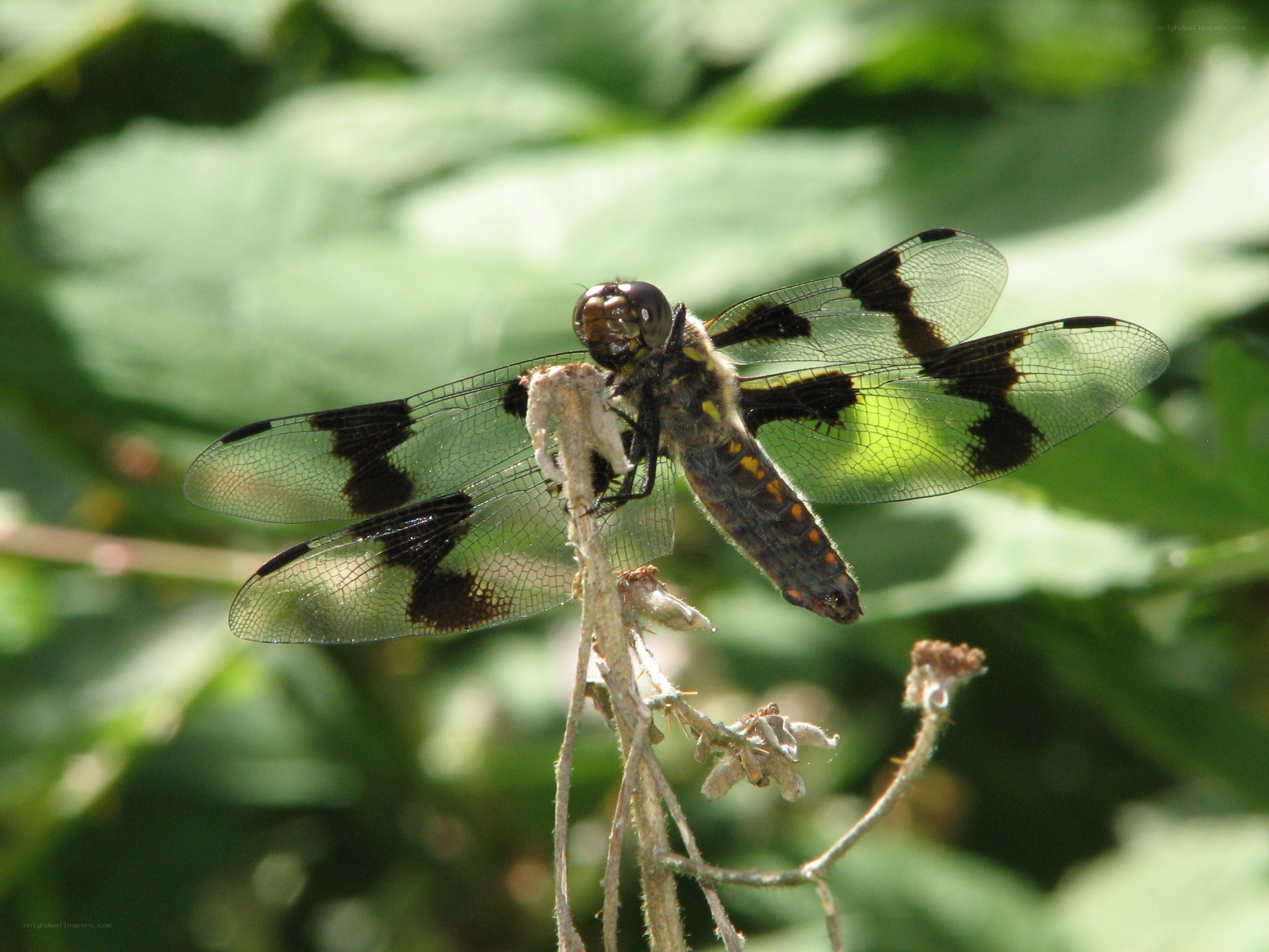 dragonfly on a plant stem