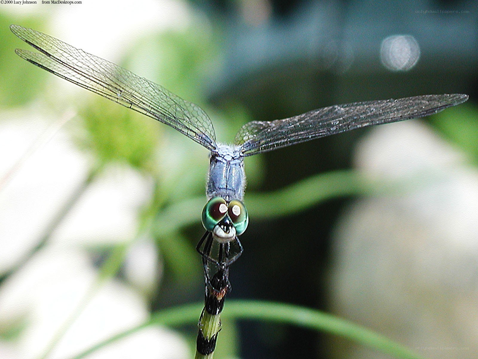 dragonfly on a plant stem