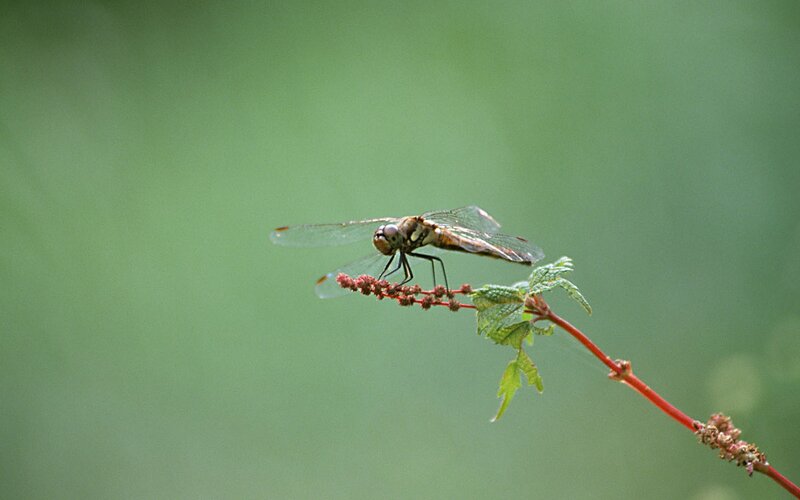 dragonfly on a plant stem
