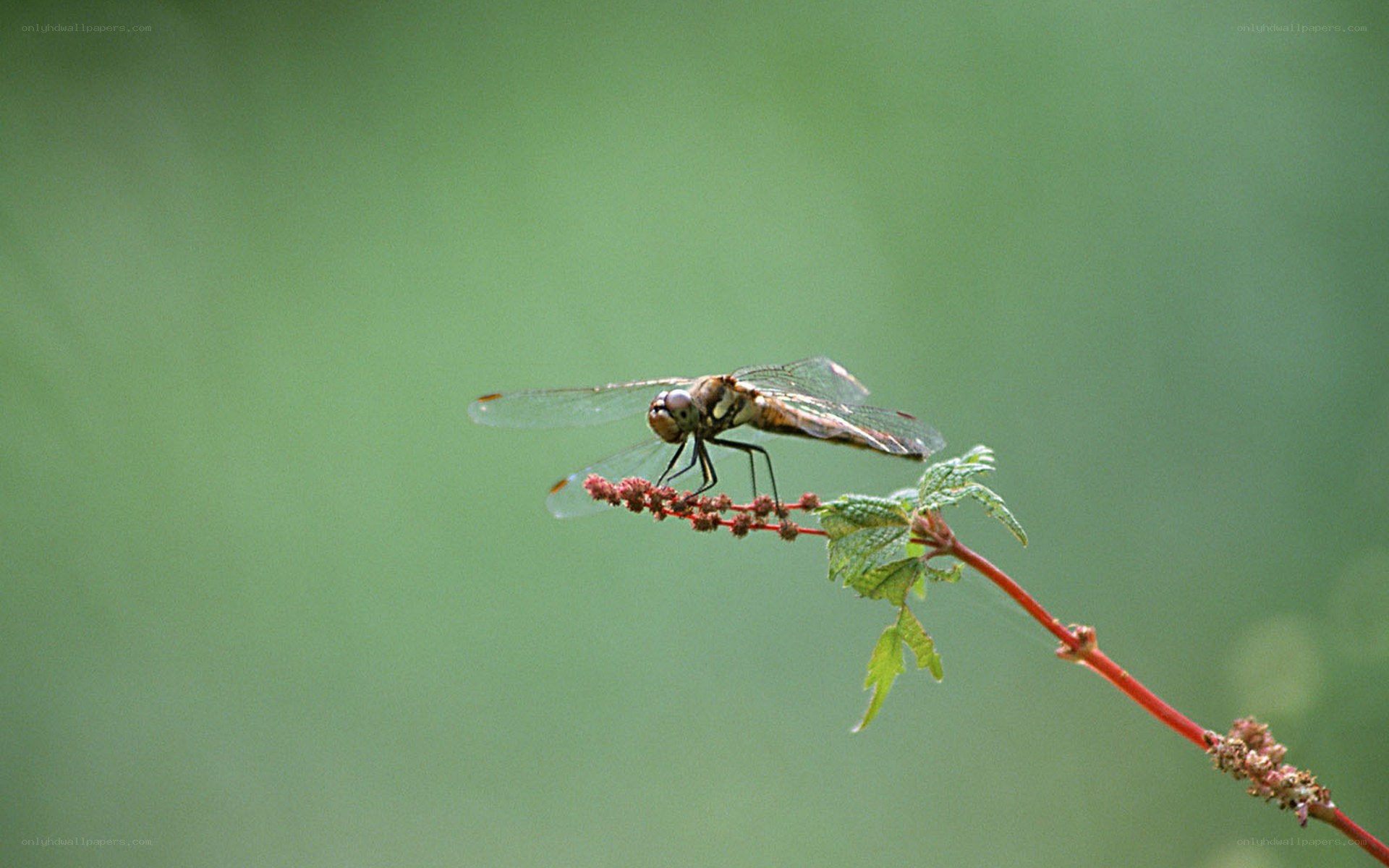 dragonfly on a plant stem