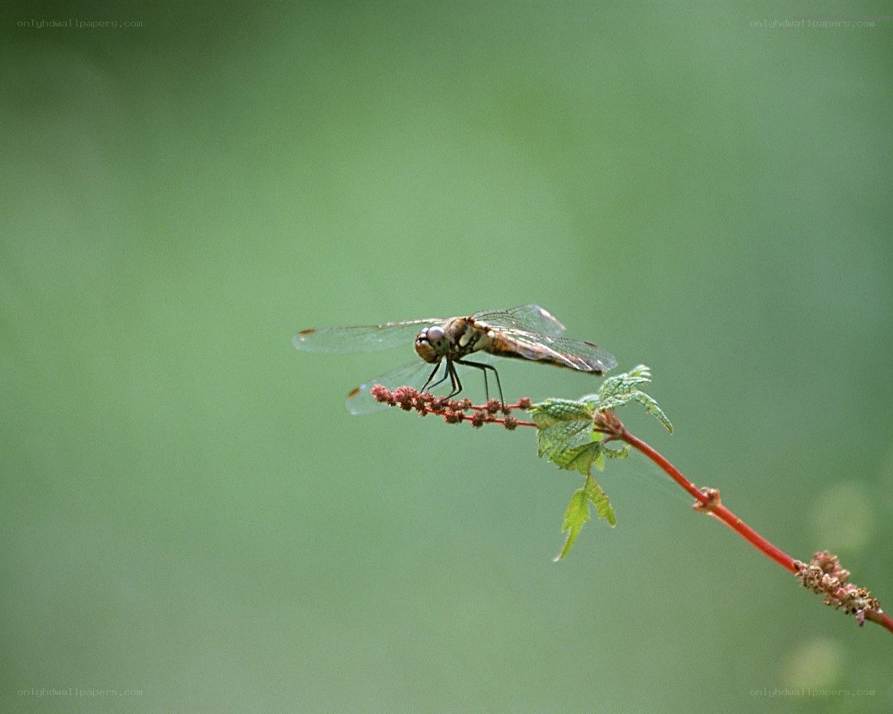 Dragonfly on a plant stem