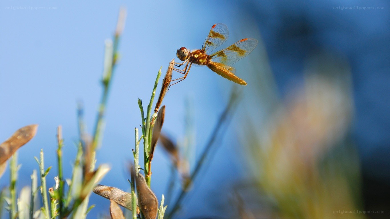 Dragonfly on a plant stem