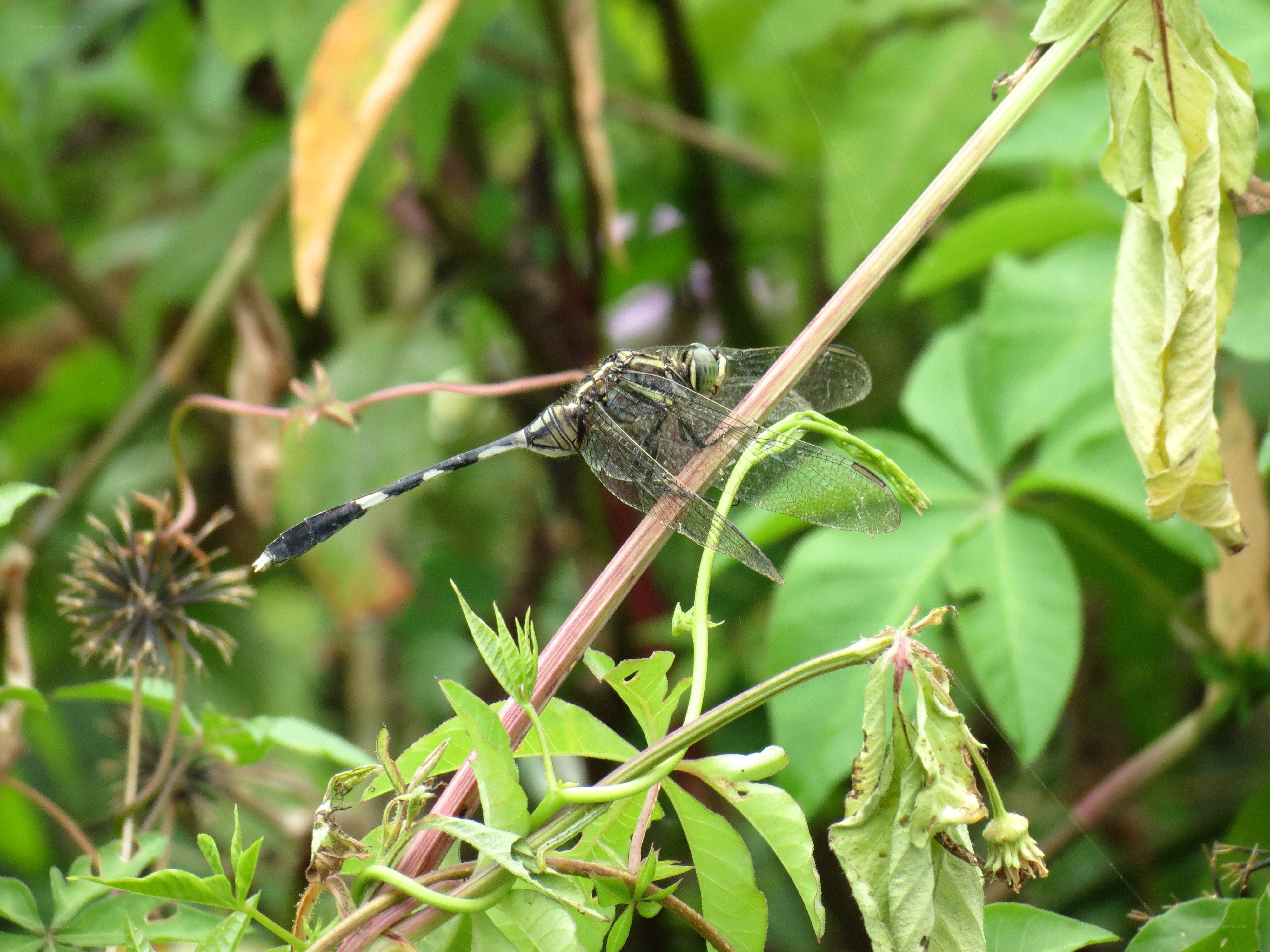 dragonfly on a plant stem
