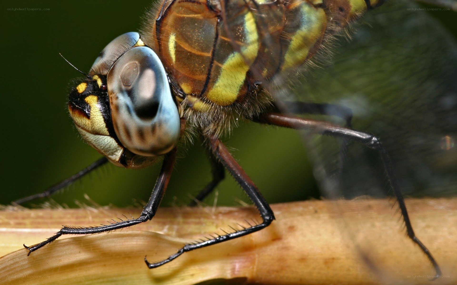 dragonfly on a plant stem