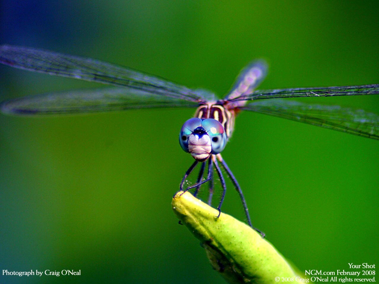 Dragonfly on a plant stem