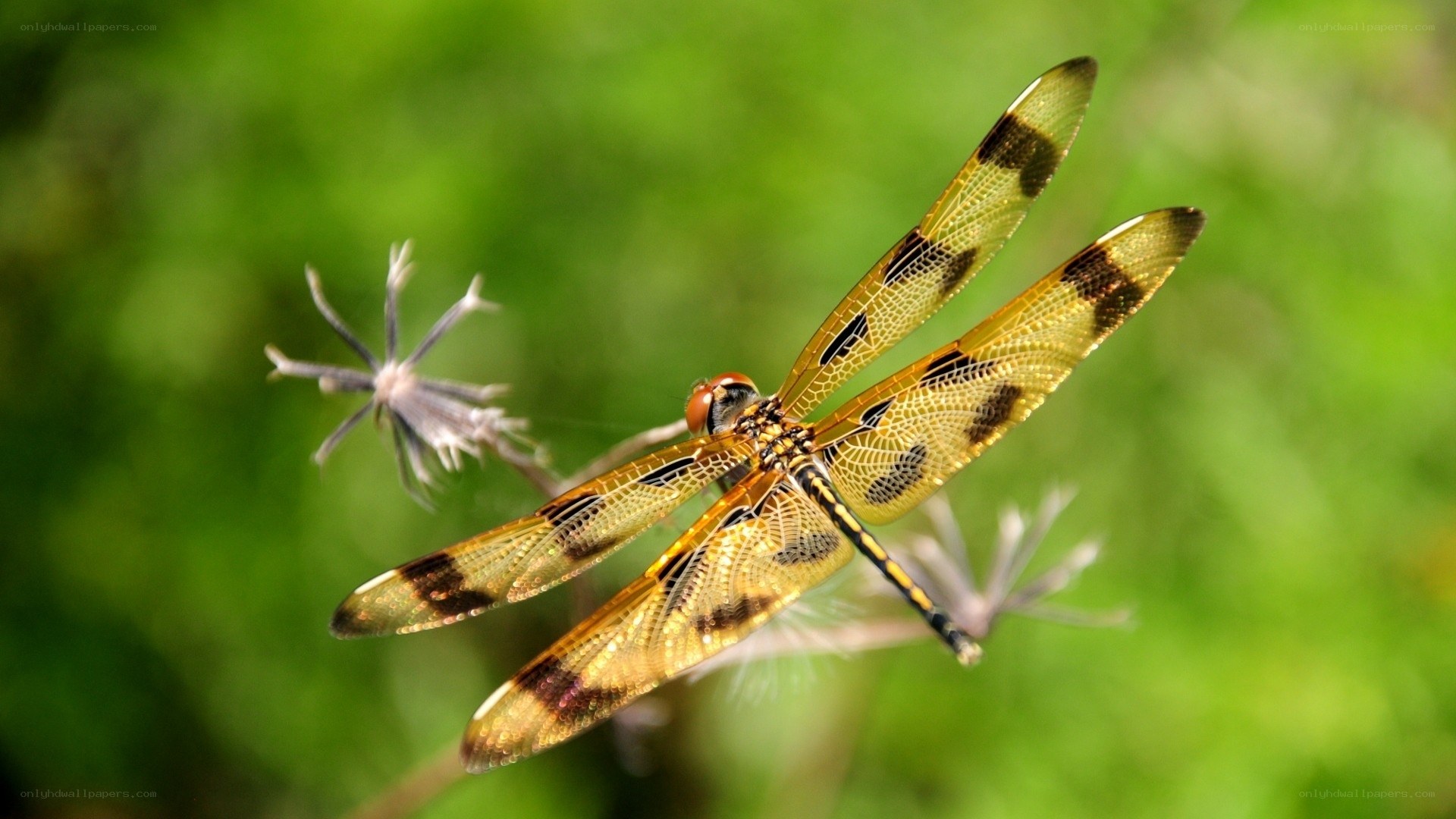 Dragonfly on a plant stem