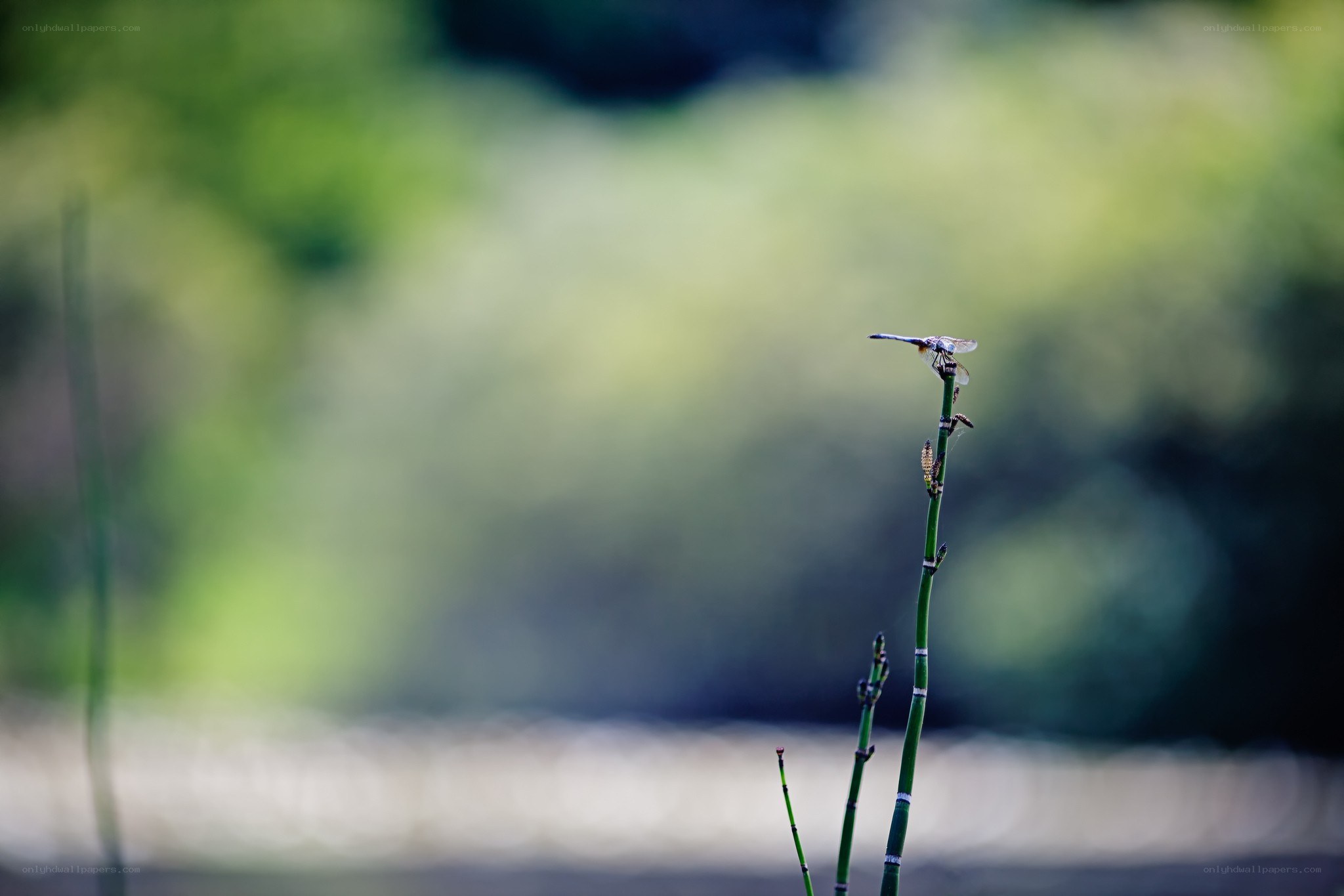 Dragonfly on a plant stem